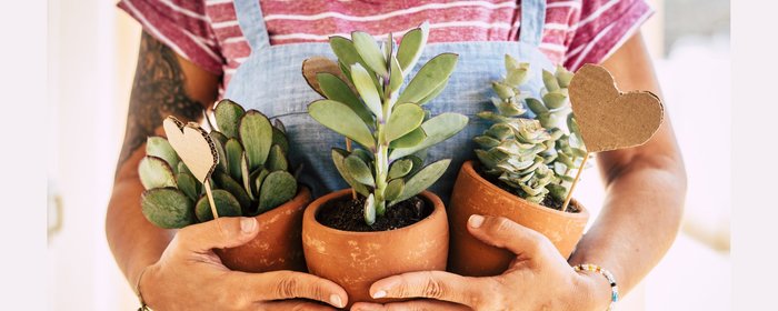 Arroser les plantes pendant les vacances : nos astuces faciles !