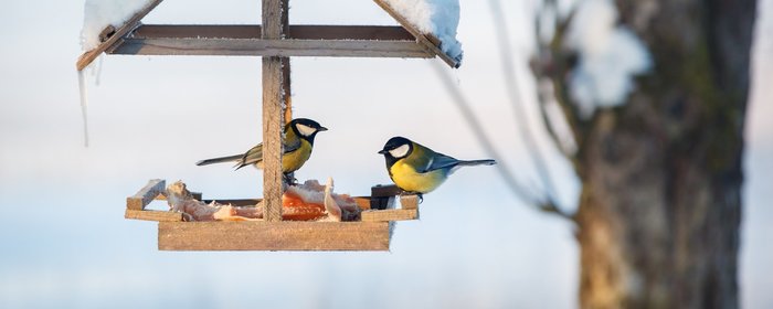 Mangeoire oiseau pour balcon : pourquoi c'est une bonne idée